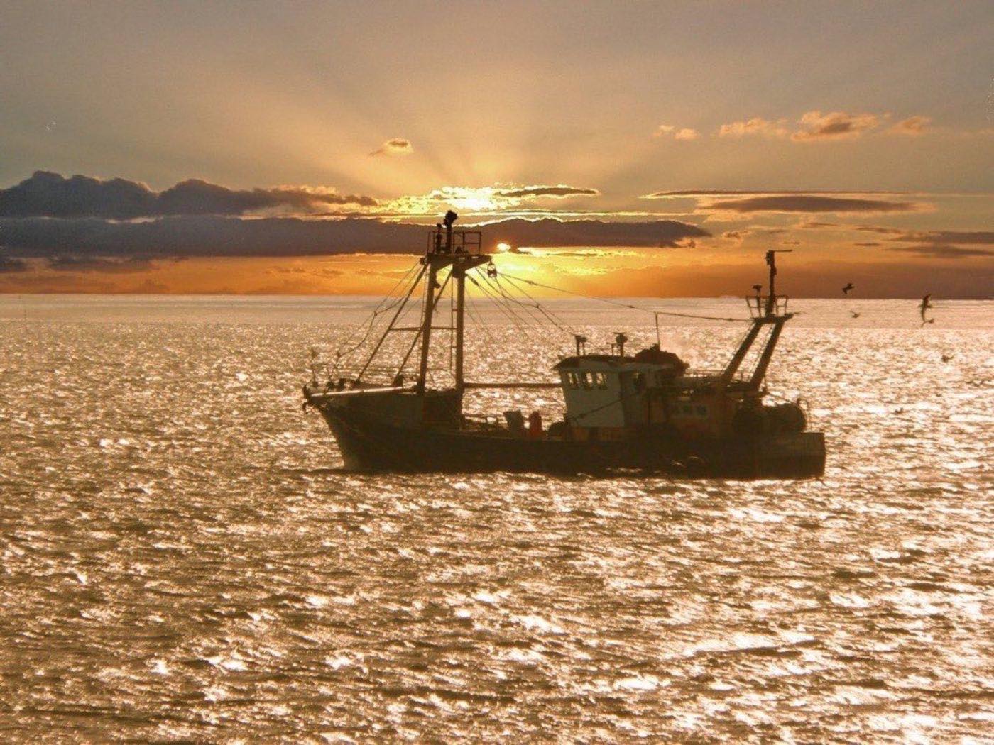 Fishing trawler on golden water at sunset with gulls